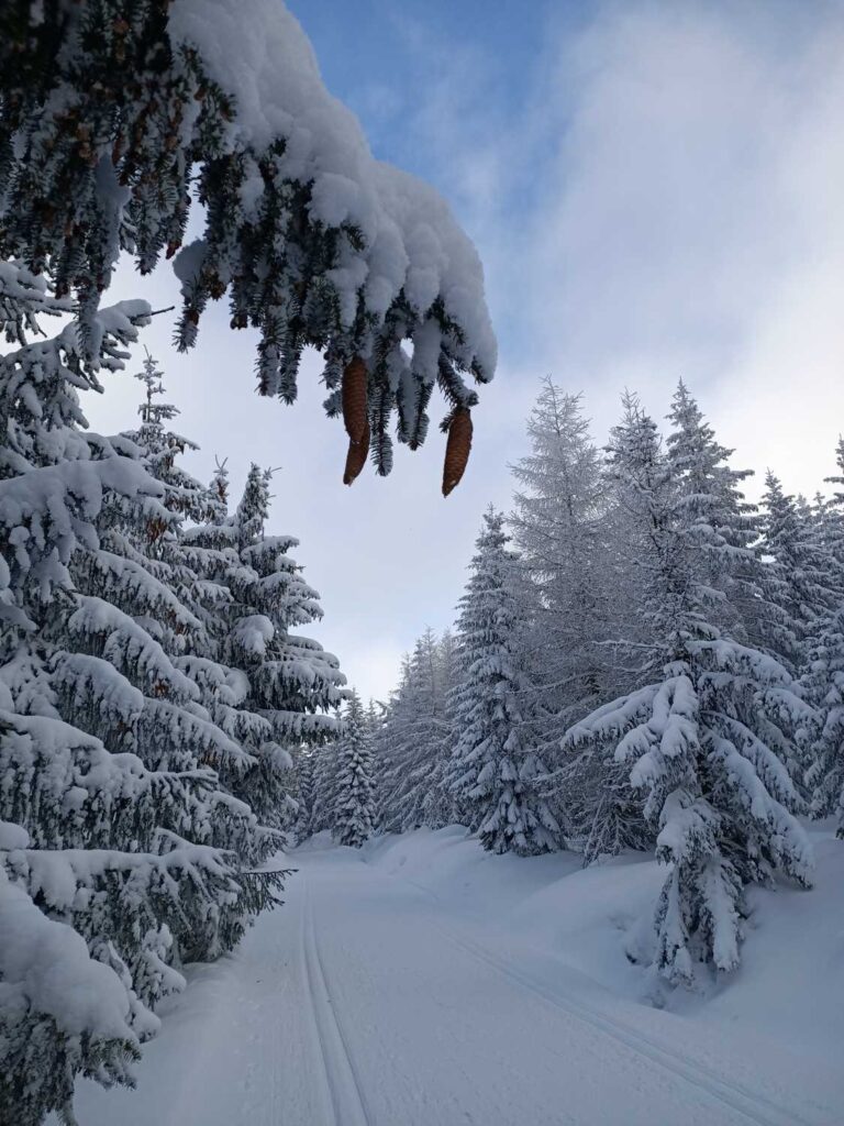 Droga Celna - Jakuszyce grudzień 2023