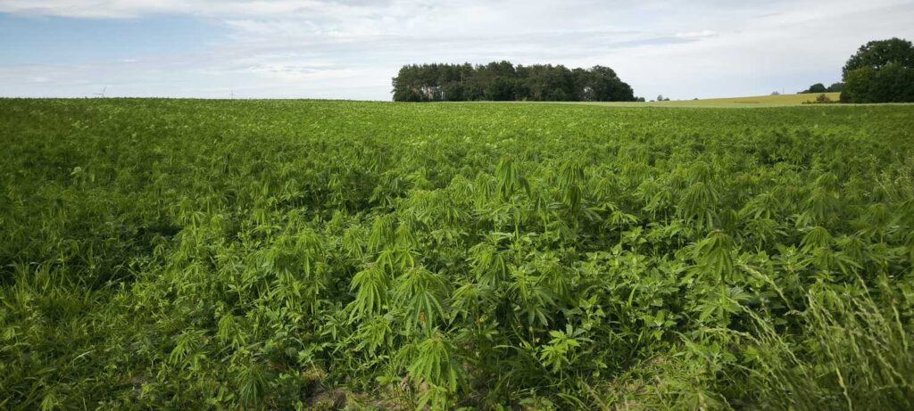 Stary Kolejowy Szlak - pole marihuany