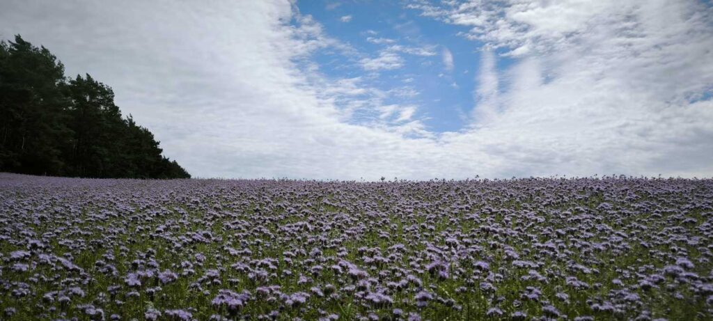 Stary Kolejowy Szlak