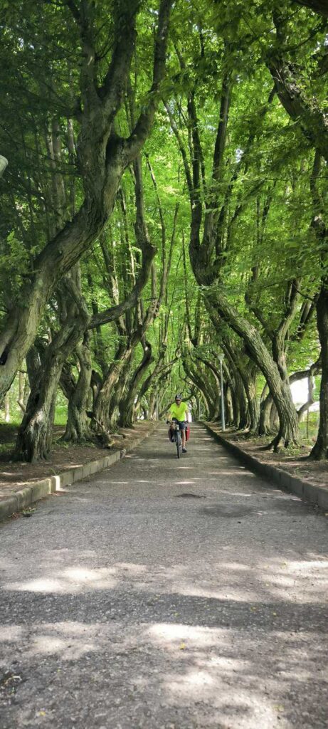 Stary Kolejowy Szlak - Aleja Grabowa Złocieniec