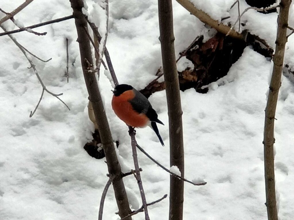 Gil - jedyny towarzysz dzisiejszej przygody