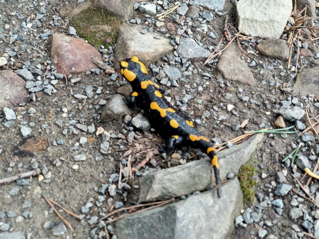 Salamandra - Singletrack Glacensis