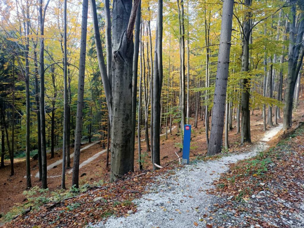 Singletrack Glacensis