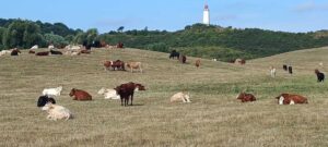 wyspa Hiddensee - Rugia