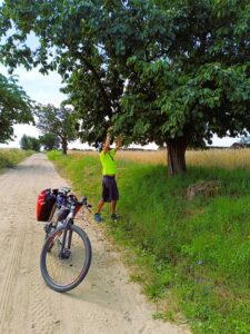 dzikie czereśnie - Szlak 100 Jezior