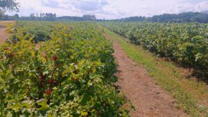 Plantacje porzeczek - Szlak Stu Jezior