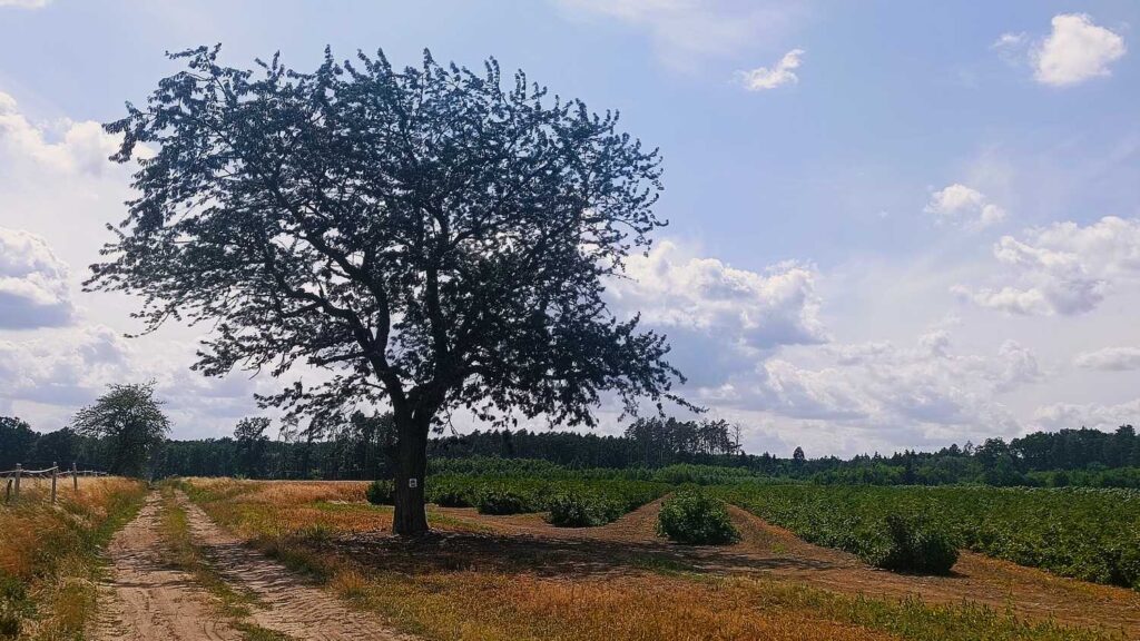 Plantacje porzeczek - Szlak Stu Jezior