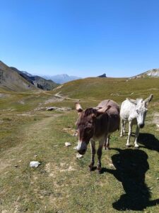 Osiołki transportowe przed Refuge du col de la Croix du Bonhomme