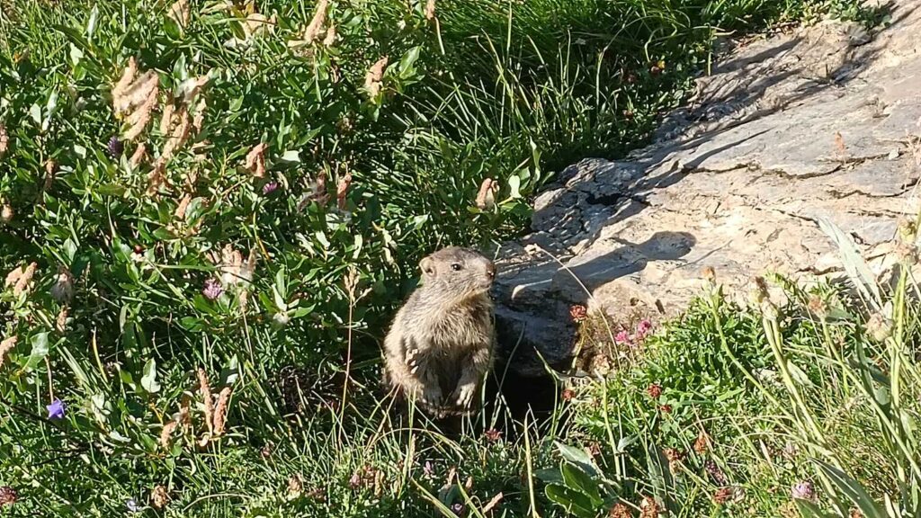 Świstak - TMB dzień 3