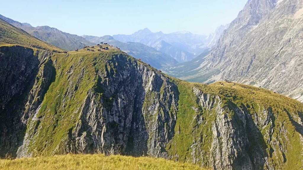 wypas bydła powyżej 2000m