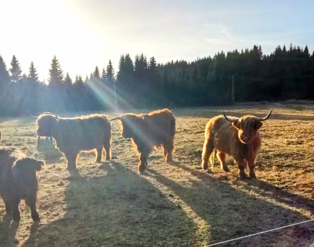 górskie krowy w Jizerce