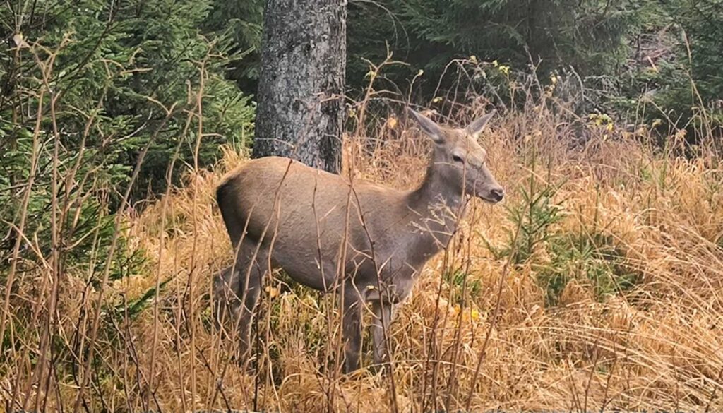 Rogaś z Doliny Roztoki